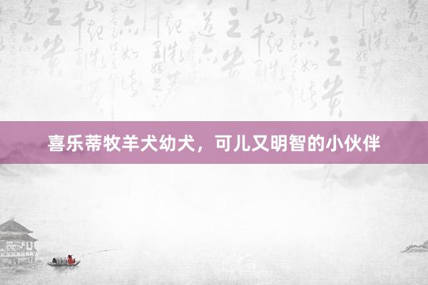 喜乐蒂牧羊犬幼犬，可儿又明智的小伙伴